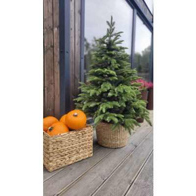 Choinka sztuczna Jodła szlachetna jak żywa  PE w donicy